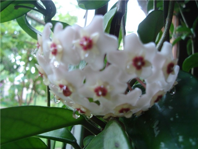 hoya cvjeta